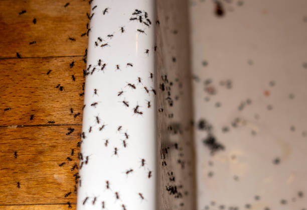 Best Cockroach Control Services  in Maxton, NC