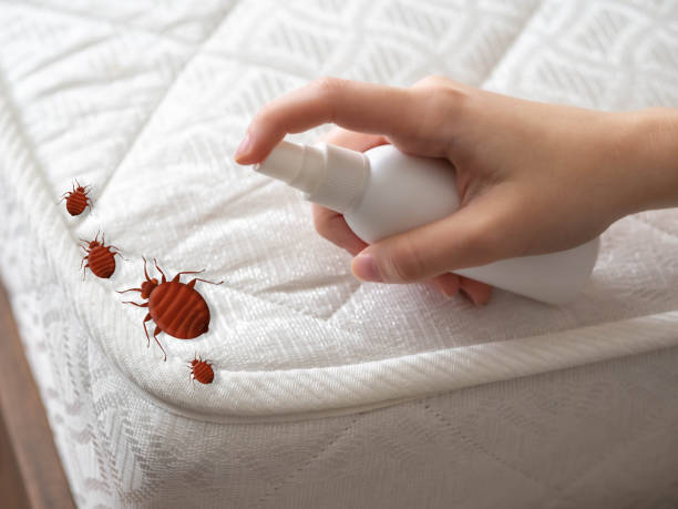 Best Emergency Pest Control  in Maxton, NC